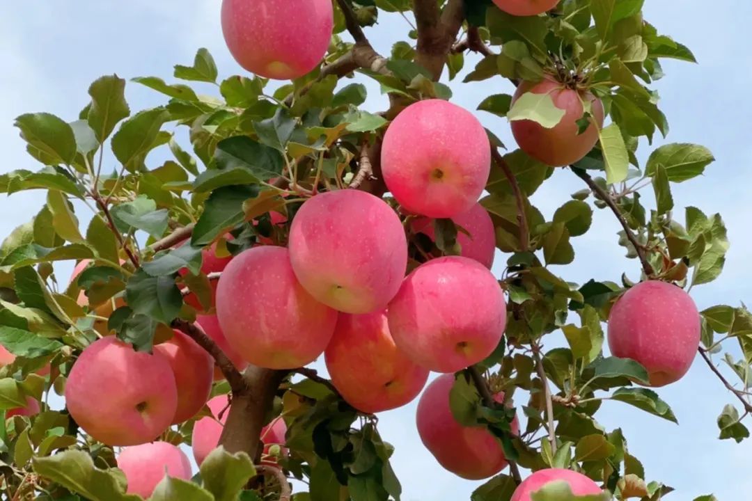 热销冠军——苹果，已在百安港水果交易区大量上市！