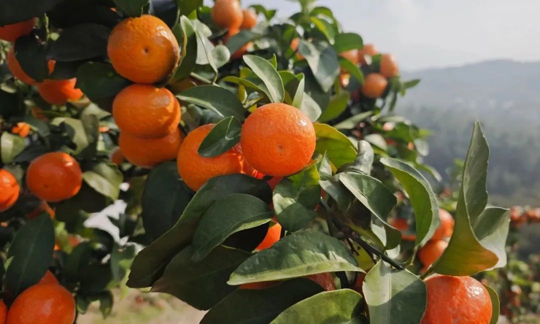 产地大丰收，金秋砂糖橘成为当季畅销水果！