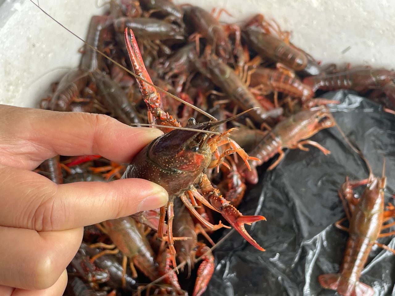 “夜宵顶流”小龙虾迎来销售旺季！