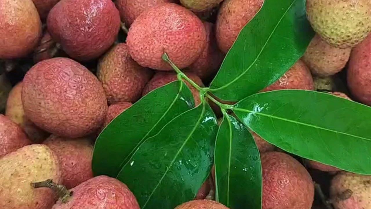 包甜！管够！你期待的“荔枝自由”来了