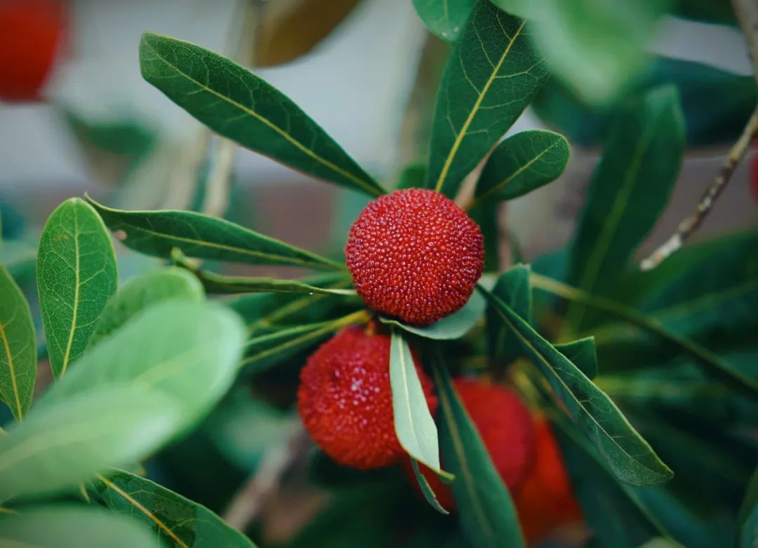 “梅"好时光已上线！百安港邀您共赴燕山杨梅甜蜜之约。